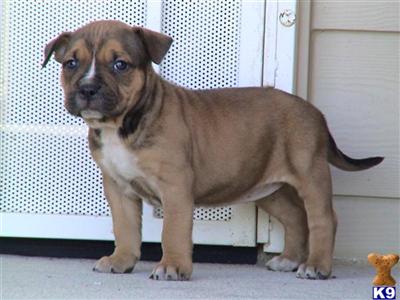 Puppies in CA