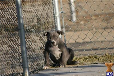 Puppies for Adoption
