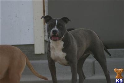 Dogs for Sale