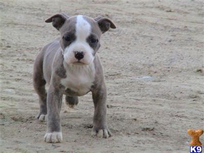Puppies in CA