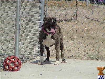 Dogs for Adoption