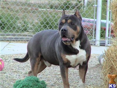 Stud Dog