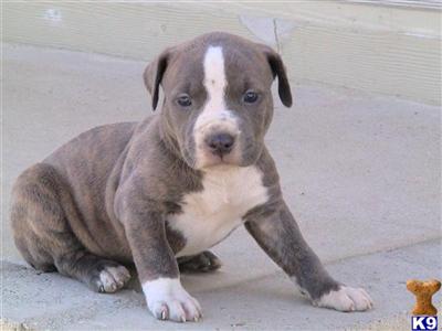 Puppies in CA