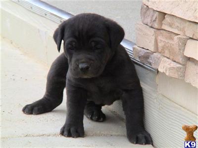 Puppies in CA