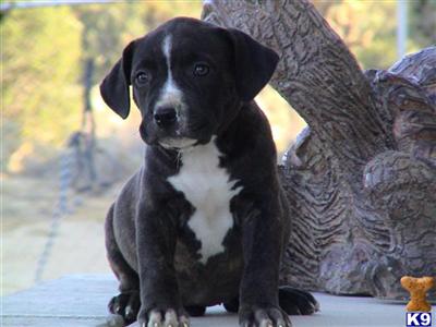 Puppies in CA