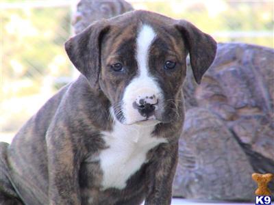 Puppies in CA