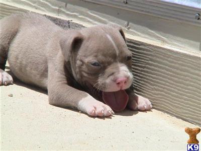 Puppies in CA