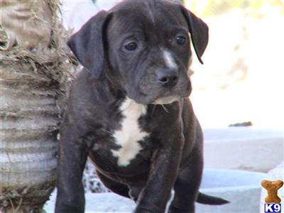 Puppies in CA