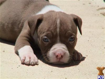 Puppies in CA