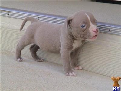 Puppies in CA