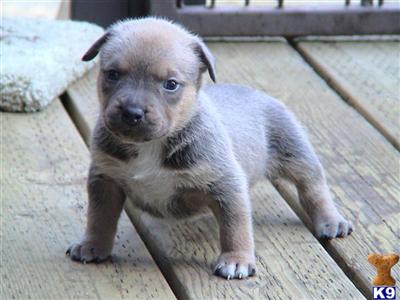 Puppies in CA