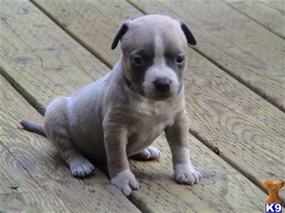 Puppies in CA