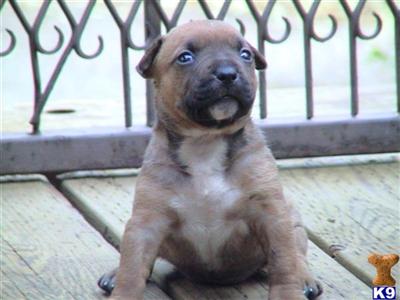 Puppies in CA
