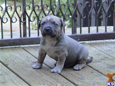 Puppies in CA
