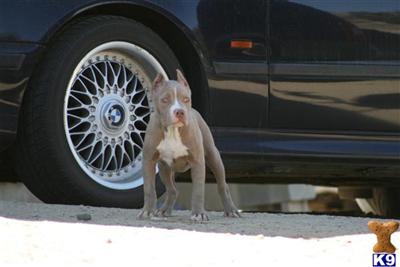 Puppies in CA