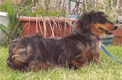 Stud Dogs in OH