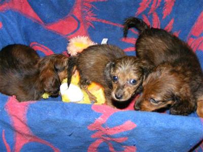 Puppies in OH