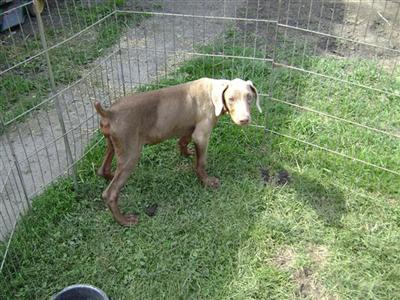 Doberman Pinscher Puppies for Sale