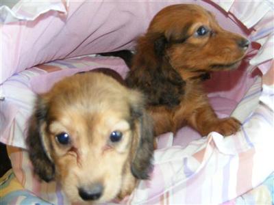 Puppies in OH