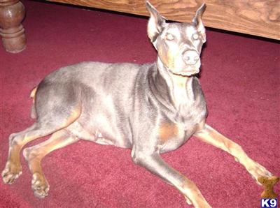 Doberman Pinscher Puppies for Sale