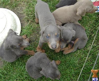 Puppies in OH
