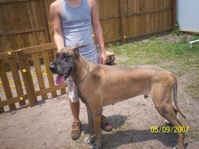 Stud Dogs - Great Dane