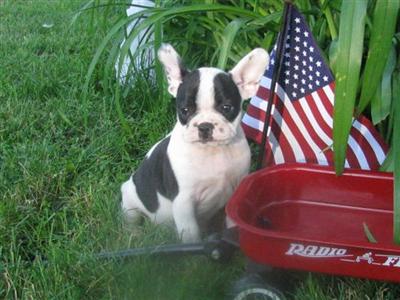 French Bulldog Puppies for Sale