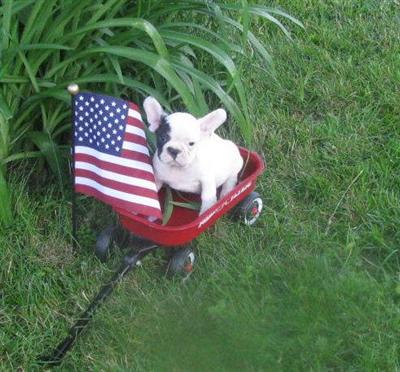 French Bulldog Puppies for Sale