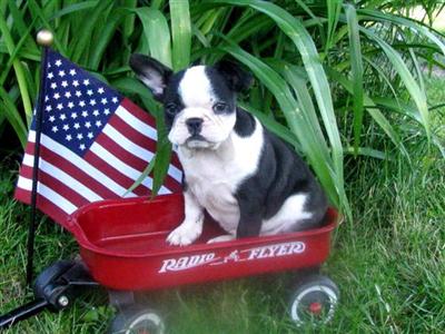 French Bulldog Puppies for Sale