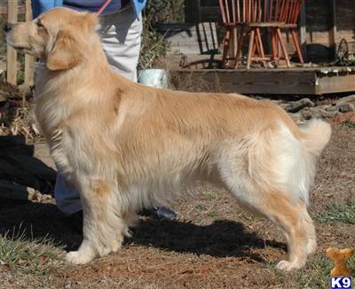 Stud Dogs - Golden Retriever