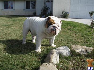 Stud Dogs - Bulldog