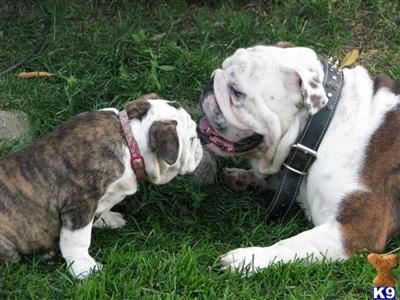 Stud Dogs in WA