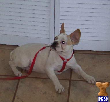 Dogs for Sale in MO