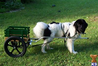 Stud Dogs - Newfoundland