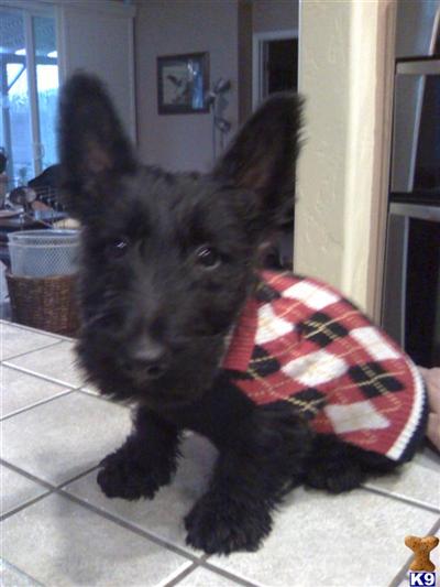 Scottish Terrier Puppies for Sale