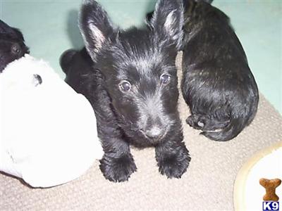 Scottish Terrier Puppies for Sale