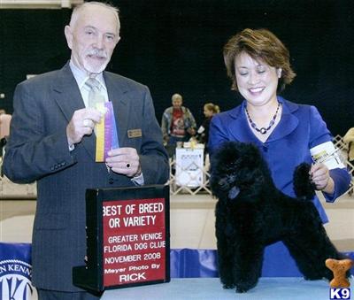 Stud Dogs - Poodle