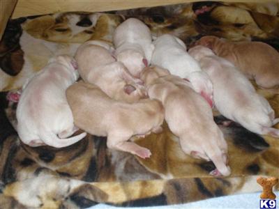 Puppies in WI