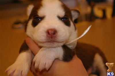 Siberian Husky Puppies for Sale