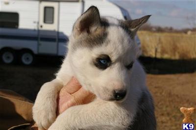 Siberian Husky Puppies for Sale