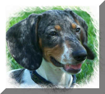 Dogs - Dachshund