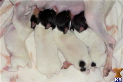 Puppies in KY
