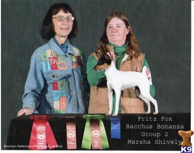 Stud Dogs - Toy Fox Terrier