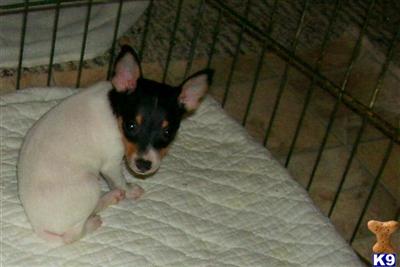 Puppies in KY