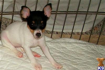 Puppies in KY