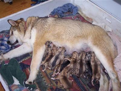 Alaskan Malamute Puppies for Sale