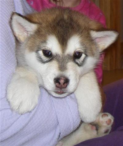 Puppies in AK