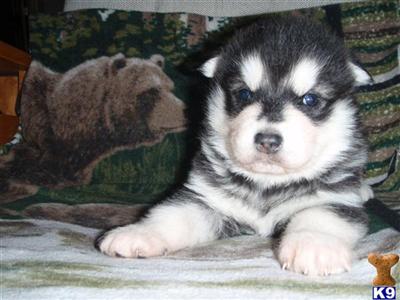 Dogs - Alaskan Malamute