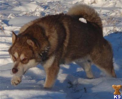 Puppies in AK