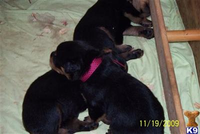 Puppies in MI